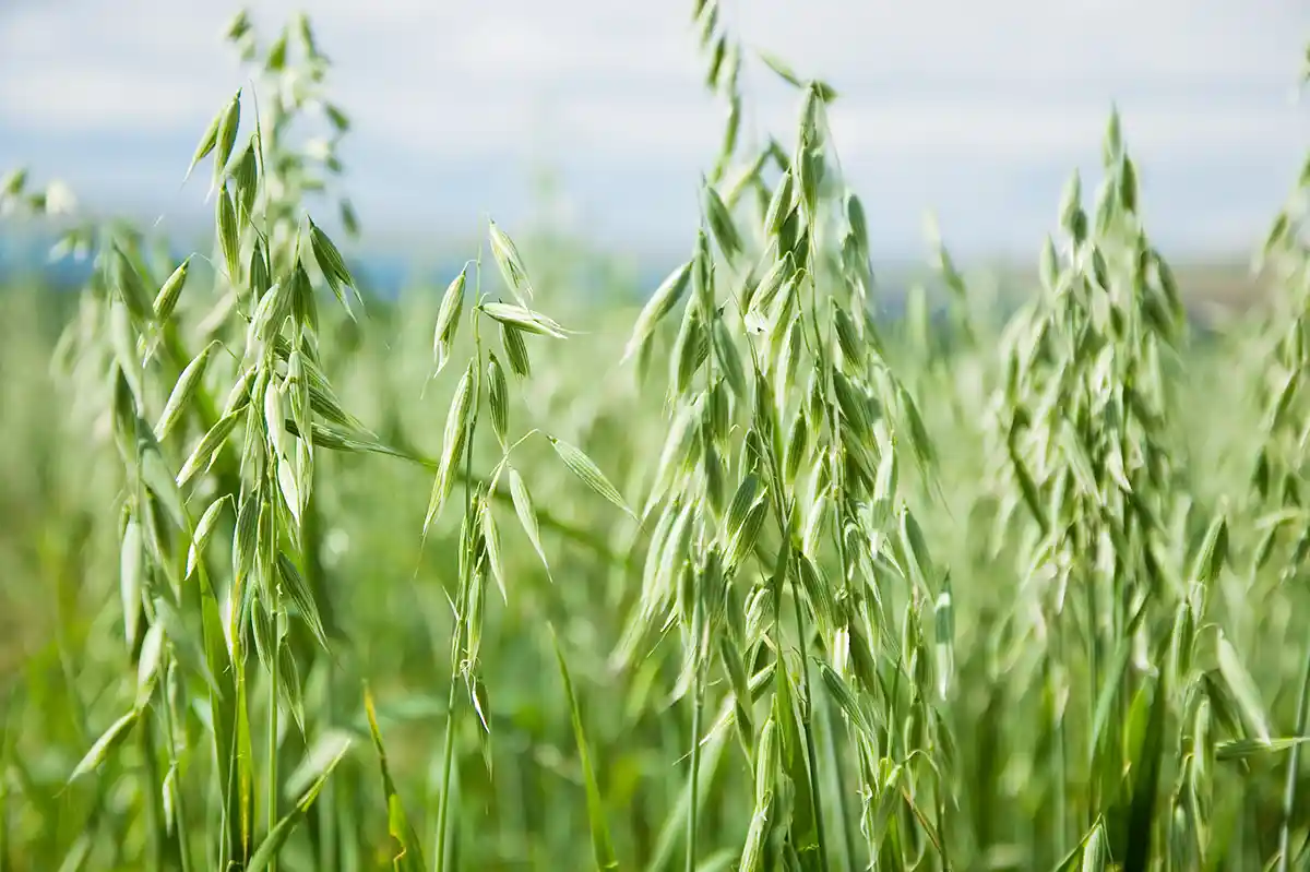 A field of oats crop to harvest