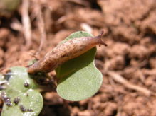 Don’t skimp on slug control this autumn