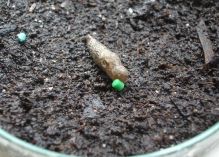 Slug control is achievable with the better pellets