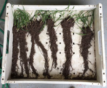 Zinc is the secret to promoting big roots