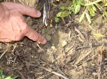 Pea and bean crops the latest victims of the weather