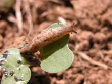 Placebo slug pellet released for spreader testing and calibration