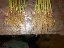 Boost spring barley establishment with root-promoting seed treatment