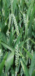 Boost mycotoxin control with Designer