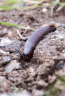 Inspect stubbles for slug pressure