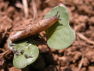 Nature cannot be fooled so don’t skimp on slug control this autumn